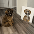 Commissioned Pet Portraits Paintings inspired home interiors for modern living spaces by Kerri Rosenthal