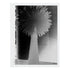 Black white East Coast West Series - Palm Noir Mixed Media Photograph - Kerri Rosenthal