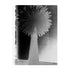 Black white East Coast West Series - Palm Noir Mixed Media Photograph - Kerri Rosenthal