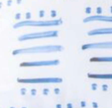 White ground with indigo blue stripes cute decorative throw pillows by Kerri Rosenthal